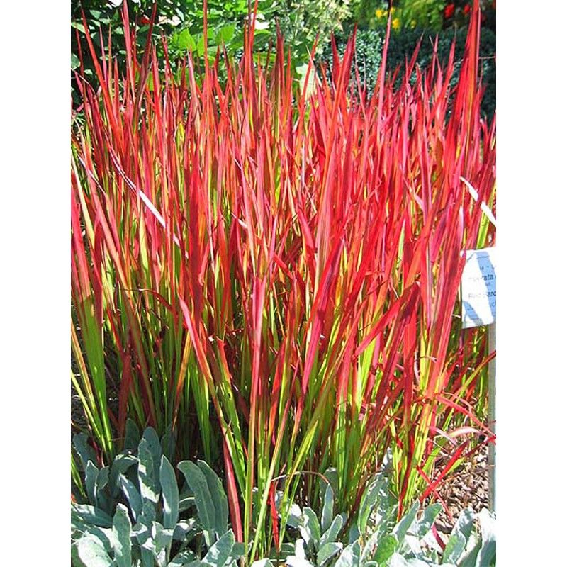 imperata-cylindrica-red-baron-.jpg