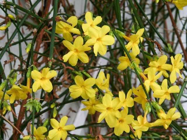 jasmin-d-hiver-jasminum-nudiflorum.jpg