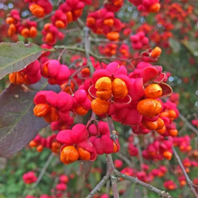 Fusain d'Europe, euonymus europaeus 