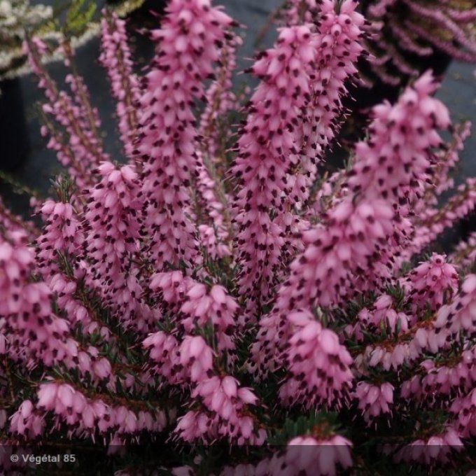 Bruyère d'hiver - Erica x darleyensis J.W. Porter