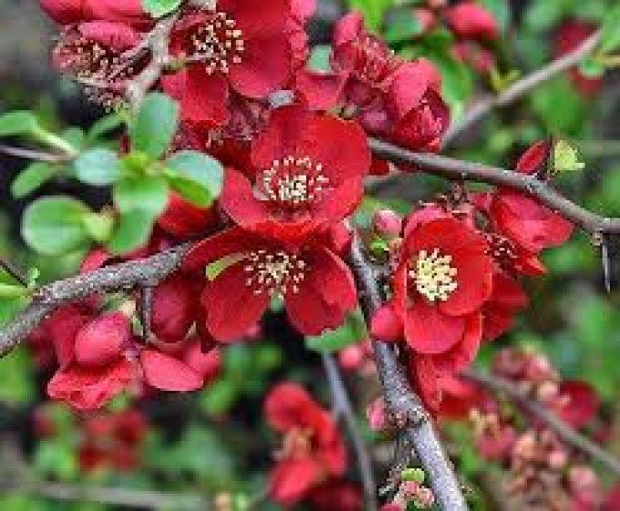 Cognassier du Japon. Chaenomeles Rubra