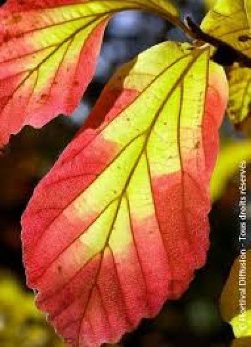 Parrotia persica '' Vanessa '' - Arbre de fer