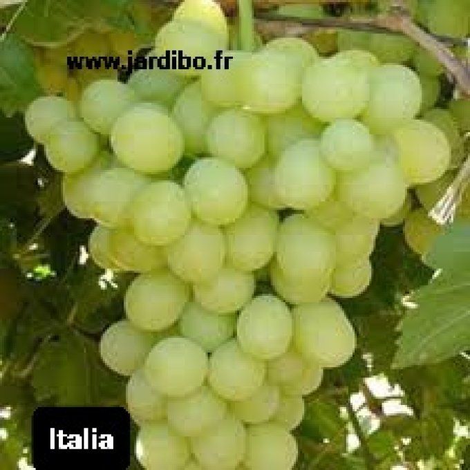 Vigne,raisins blanc italia