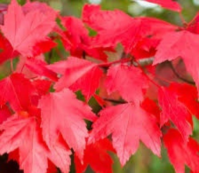 Acer rubrum Octobre Glory, Érable du canada