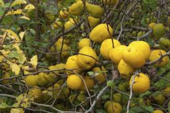 Cognassier du Japon. Chaenomeles Rubra