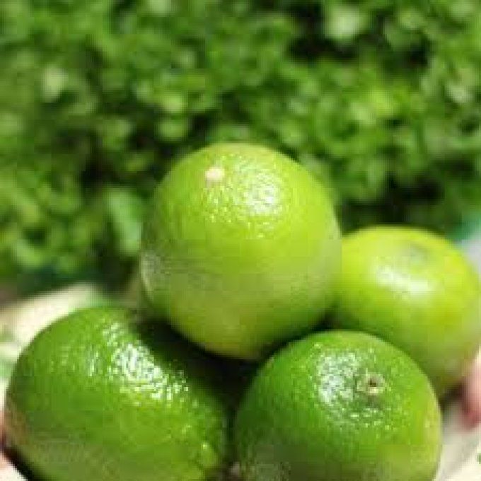 Citronnier vert Lime