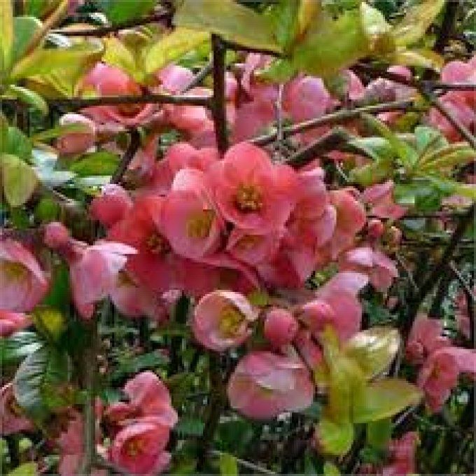 Cognassier du Japon, chaenomeles Pink lady