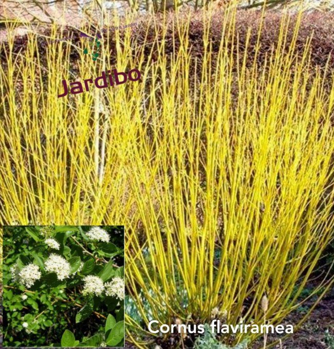 Cornouiller- cornus Flaviramea