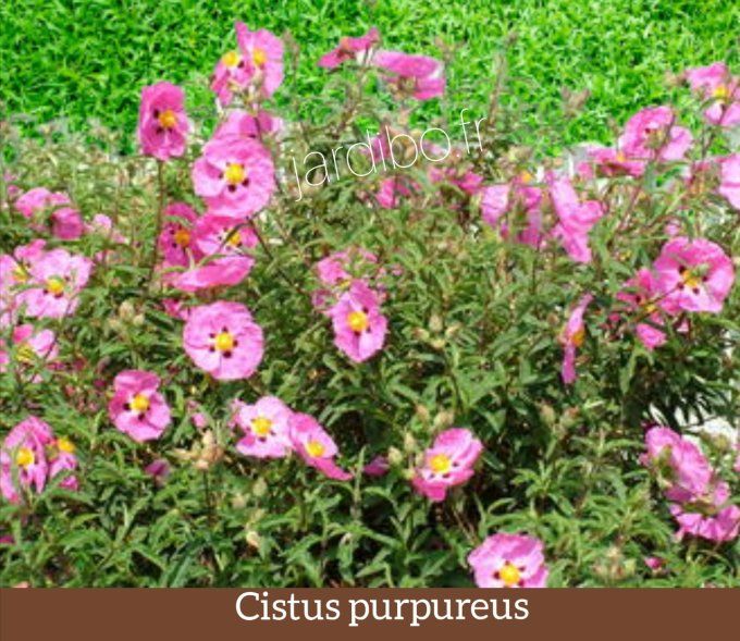 Cistus purpureus 