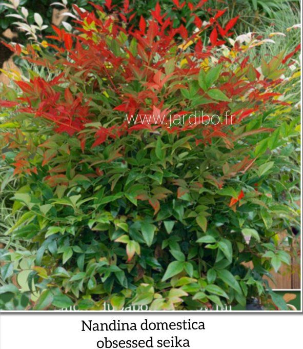 Nandina domestica obsessed seika