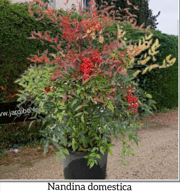 Nandina Domestica FIRE Power