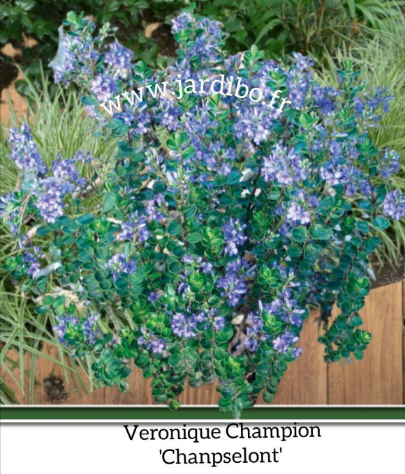 Veronique Champion 'Champseiont'