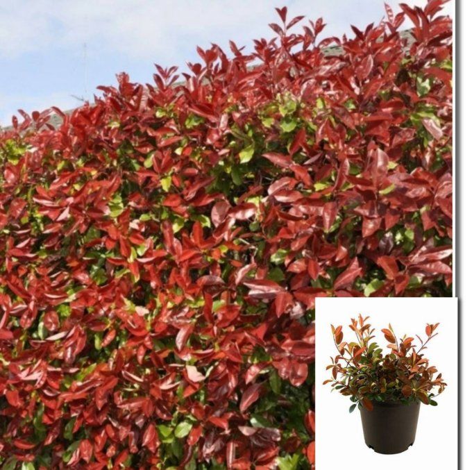 Photinia magical volcano