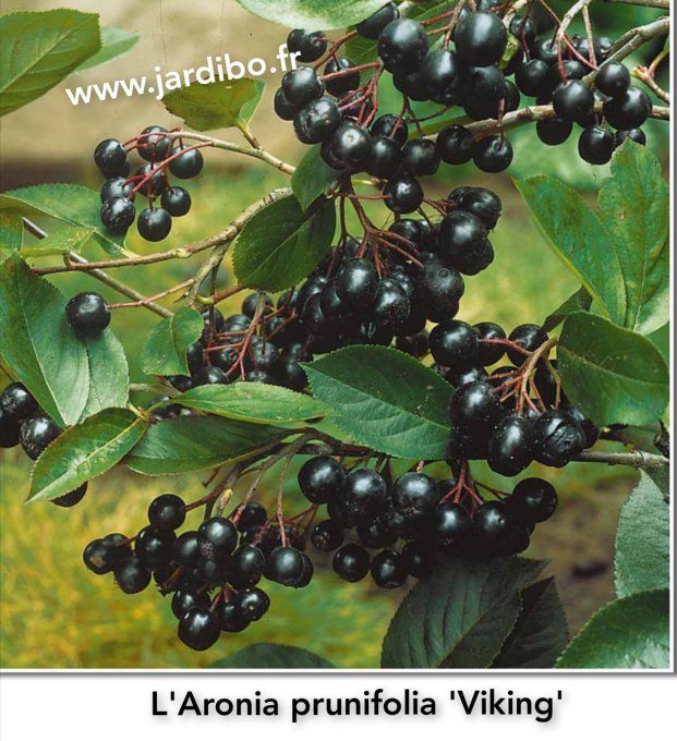 L'Aronia prunifolia a fruits noir comestible 'Viking'