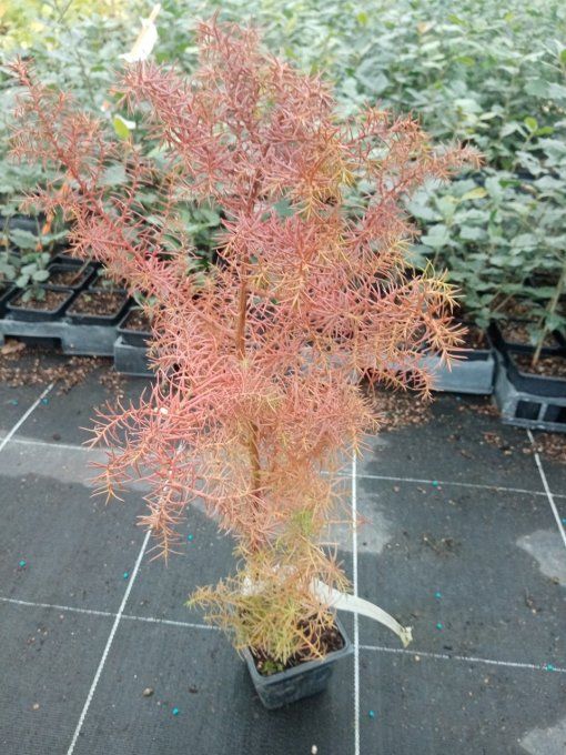 Cryptomeria Japonica 'Élégans viridis 