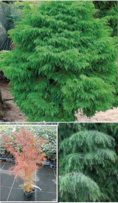 Cryptomeria Japonica 'Élégans viridis 