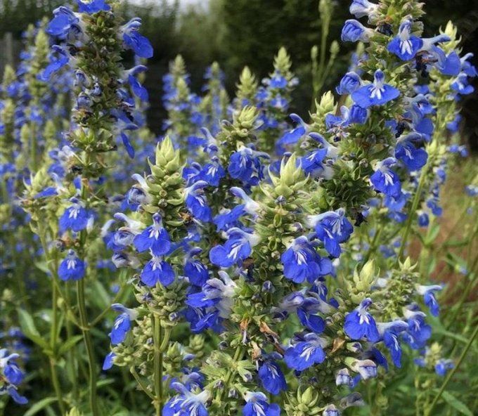  Sauge arbustive bleu ;Salvia uliginosa -