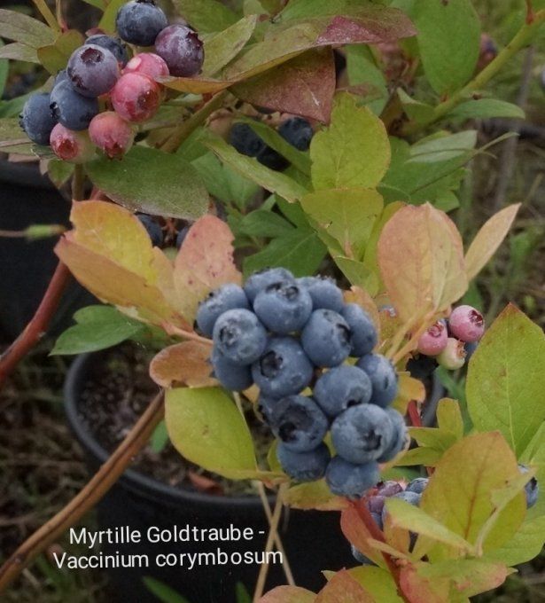 Myrtille gaultraub. Corymbosum vaccinum