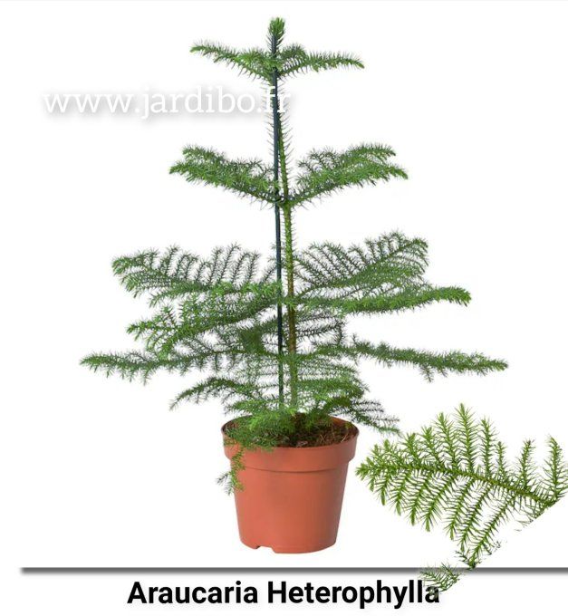 Araucaria  hétérophyllus, pin de Norfolk