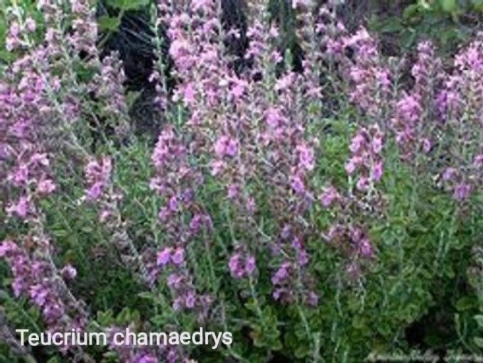 Teucrium chamaedrys