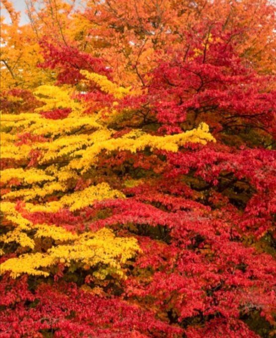 Parrotia persica '' Vanessa '' - Arbre de fer