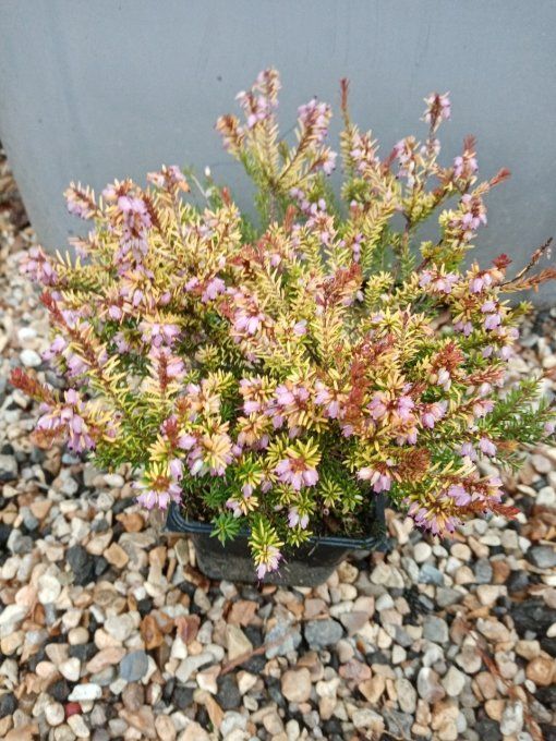 Bruyère. Érica  x Darleyensis Mery Helen