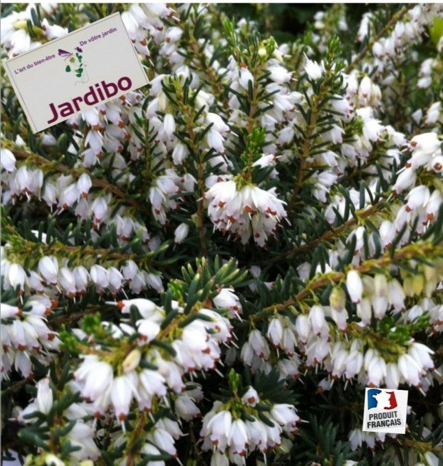 Erica x darleyensis 'Silberschmelze' - Bruyère d'hiver blanche