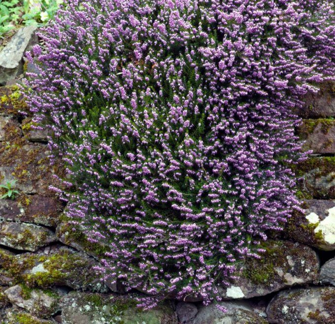 Bruyère d'hiver - Erica darleyensis Furzey