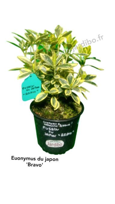 Fusain du Japon Euonymus Bravo 