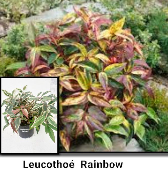 Leucothoe   Rainbow