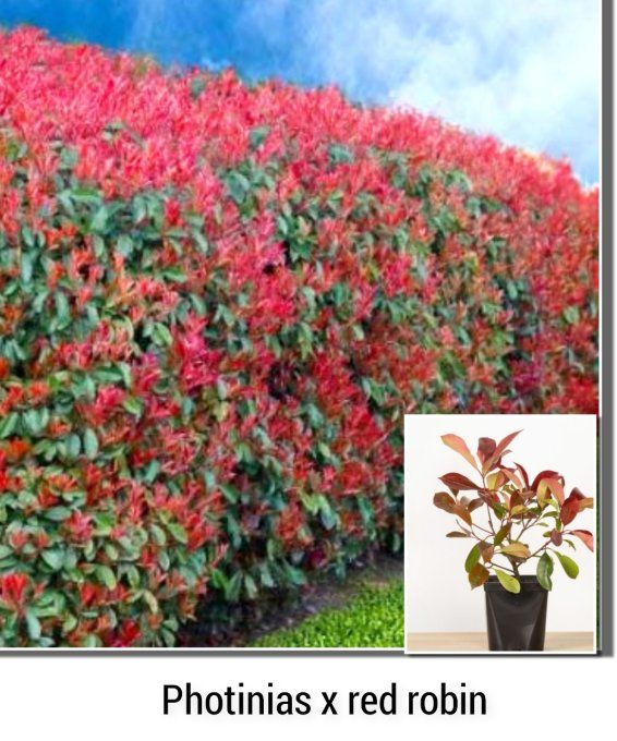 Photinias x red robin 