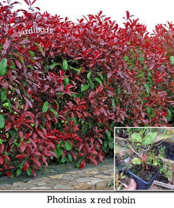 Photinias x red Robin