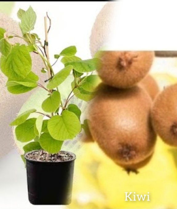 Lot de 5 plants de kiwi