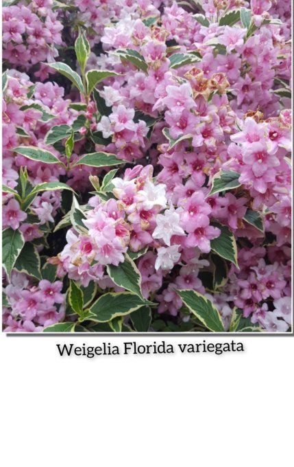 Weigelia Florida variegata 