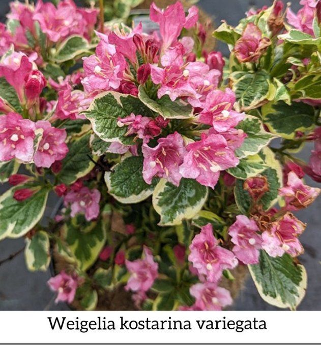 Weigelia kostarina variegata 