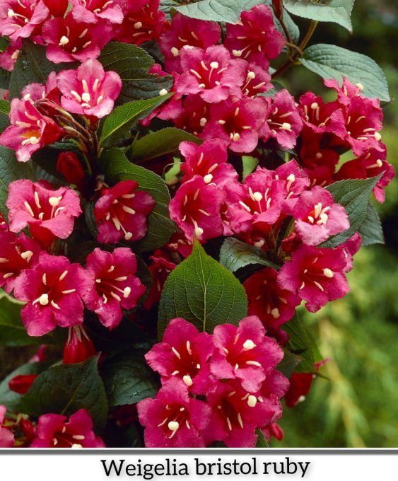 Weigelia bristol ruby