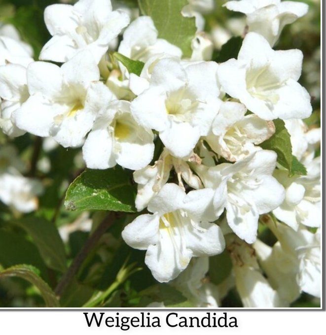 Weigelia Candida blanc