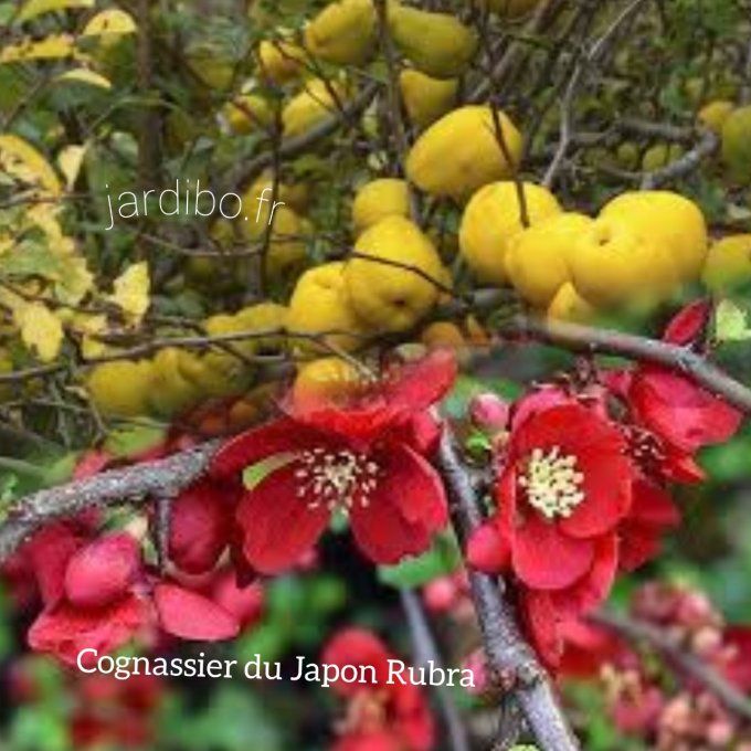 Cognassier du Japon. Chaenomeles Rubra