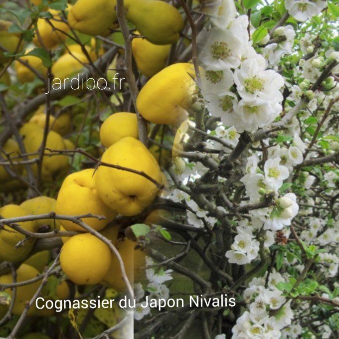 Cognassier du Japon, chaenomeles speciosa Nivalis