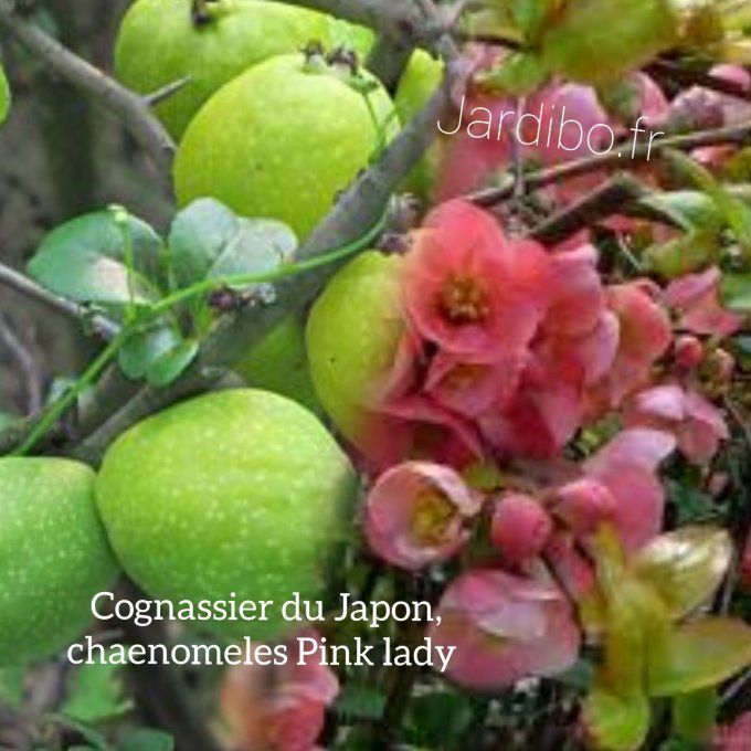 Cognassier du Japon, chaenomeles Pink lady