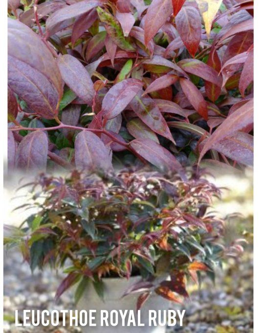 Leucothoe royal ruby 