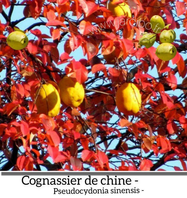 Cognassier de chine