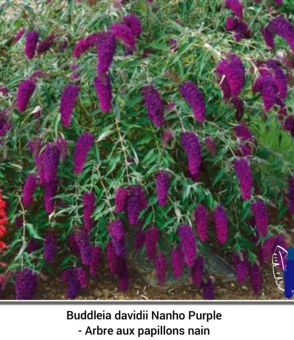 Buddleia davidii nanho purple. Arbrea papillons  nain violet purple