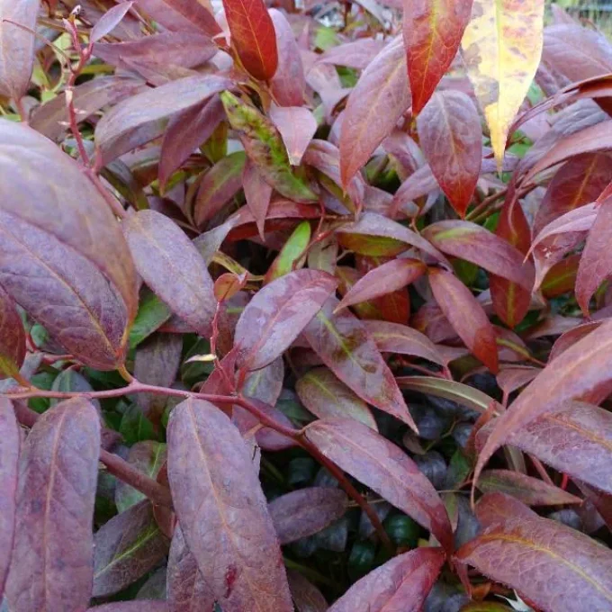 Leucothoe royal ruby 