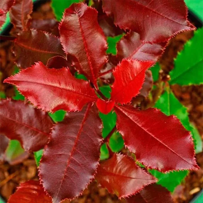 Photinia magical volcano