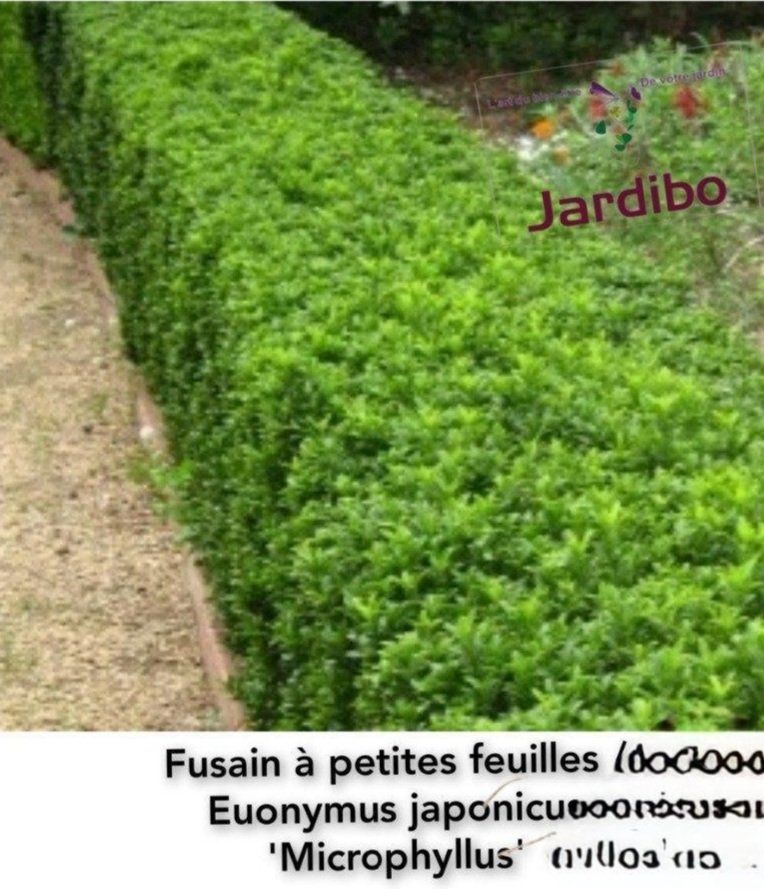 Fusain du Japon - Euonymus japonicus - Arbuste persistant de haie
