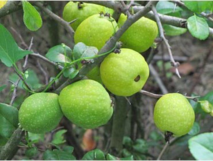 Cognassier du Japon, chaenomeles Pink lady