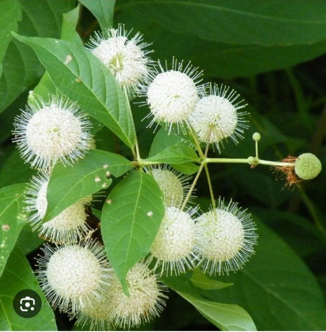 Cephalanthus occidentalis en pot 19cm