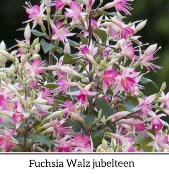 Fuchsia Walz julebteen