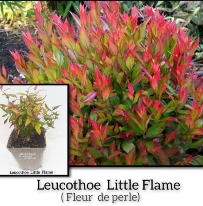 Leucothoe Little Flame